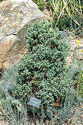 Berkshire Juniper (Juniperus communis 'Berkshire') at Ward's Nursery & Garden Center