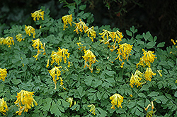 Golden Corydalis (Corydalis lutea) at Ward's Nursery & Garden Center