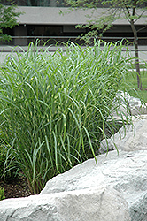 Zebra Grass (Miscanthus sinensis 'Zebrinus') at Ward's Nursery & Garden Center