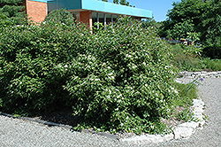 Gray Dogwood (Cornus racemosa) at Ward's Nursery & Garden Center