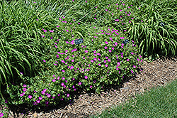 New Hampshire Purple Cranesbill (Geranium sanguineum 'New Hampshire Purple') at Ward's Nursery & Garden Center