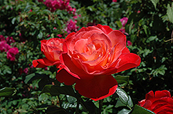 Touch of Class Rose (Rosa 'Touch of Class') at Ward's Nursery & Garden Center