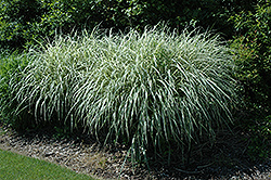 Rigoletto Maiden Grass (Miscanthus sinensis 'Rigoletto') at Ward's Nursery & Garden Center