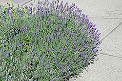 Munstead Lavender (Lavandula angustifolia 'Munstead') at Ward's Nursery & Garden Center