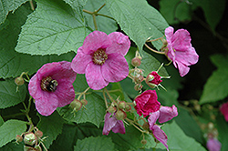 Flowering Raspberry (Rubus odoratus) at Ward's Nursery & Garden Center