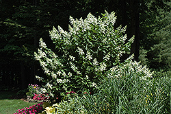 Tardiva Hydrangea (tree form) (Hydrangea paniculata 'Tardiva (tree form)') at Ward's Nursery & Garden Center