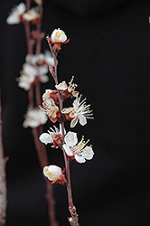 Chinese Apricot (Prunus armeniaca 'Chinese') at Ward's Nursery & Garden Center