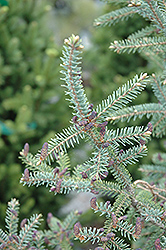 Doumet Black Spruce (Picea mariana 'Doumettii') at Ward's Nursery & Garden Center