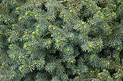 Dwarf Black Spruce (Picea mariana 'Nana') at Ward's Nursery & Garden Center