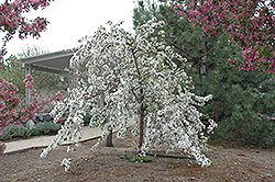 Red Jade Flowering Crab (Malus 'Red Jade') at Ward's Nursery & Garden Center