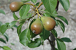 Moonglow Pear (Pyrus communis 'Moonglow') at Ward's Nursery & Garden Center