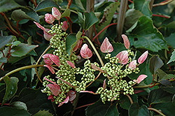 Rosea Hydrangea Vine (Schizophragma hydrangeoides 'Rosea') at Ward's Nursery & Garden Center