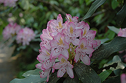Independence Rosebay Rhododendron (Rhododendron maximum 'Independence') at Ward's Nursery & Garden Center