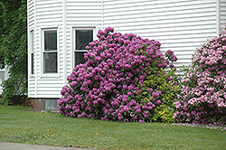 Purpureum Elegans Rhododendron (Rhododendron catawbiense 'Purpureum Elegans') at Ward's Nursery & Garden Center