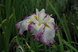 Freckled Geisha Japanese Flag Iris (Iris ensata 'Freckled Geisha') at Ward's Nursery & Garden Center