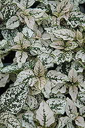 Splash Select White Polka Dot Plant (Hypoestes phyllostachya 'PAS2343') at Ward's Nursery & Garden Center