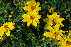 Yellow Charm Bidens (Bidens ferulifolia 'Yellow Charm') at Ward's Nursery & Garden Center