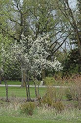 Toka Plum (Prunus 'Toka') at Ward's Nursery & Garden Center