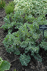 Sea Kale (Crambe maritima) at Ward's Nursery & Garden Center