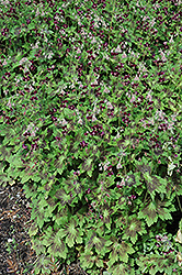 Samobor Cranesbill (Geranium phaeum 'Samobor') at Ward's Nursery & Garden Center