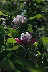 Melrose Apple (Malus 'Melrose') at Ward's Nursery & Garden Center