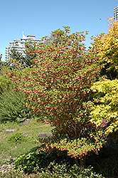 Redvein Enkianthus (Enkianthus campanulatus) at Ward's Nursery & Garden Center