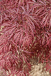 Ever Red Lace-Leaf Japanese Maple (Acer palmatum 'Ever Red') at Ward's Nursery & Garden Center