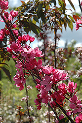 Show Time Flowering Crab (Malus 'Shotizam') at Ward's Nursery & Garden Center