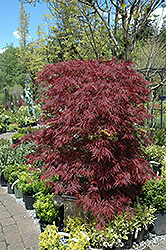 Red Dragon Japanese Maple (Acer palmatum 'Red Dragon') at Ward's Nursery & Garden Center