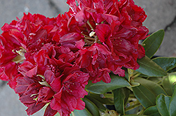 Double Besse Rhododendron (Rhododendron 'Double Besse') at Ward's Nursery & Garden Center