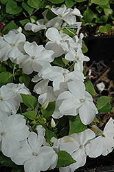 Super Elfin White Impatiens (Impatiens walleriana 'Super Elfin White') at Ward's Nursery & Garden Center