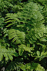 Shaggy Shield Fern (Dryopteris cycadina) at Ward's Nursery & Garden Center