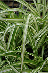 Spider Plant (Chlorophytum comosum) at Ward's Nursery & Garden Center