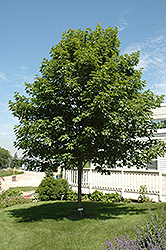 Fall Fiesta Sugar Maple (Acer saccharum 'Bailsta') at Ward's Nursery & Garden Center