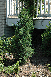 Citation Yew (Taxus x media 'Citation') at Ward's Nursery & Garden Center