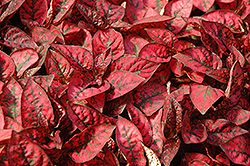 Splash Select Red Polka Dot Plant (Hypoestes phyllostachya 'PAS2344') at Ward's Nursery & Garden Center