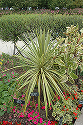 Torbay Dazzler Grass Palm (Cordyline australis 'Torbay Dazzler') at Ward's Nursery & Garden Center