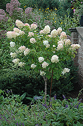 Limelight Hydrangea (tree form) (Hydrangea paniculata 'Limelight (tree form)') at Ward's Nursery & Garden Center
