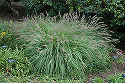 Fountain Grass (Pennisetum alopecuroides) at Ward's Nursery & Garden Center