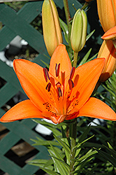 Tresor Lily (Lilium 'Tresor') at Ward's Nursery & Garden Center