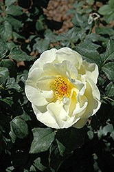 High Voltage Rose (Rosa 'BAIage') at Ward's Nursery & Garden Center