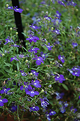 Hot Springs Dark Blue Lobelia (Lobelia 'Hot Springs Dark Blue') at Ward's Nursery & Garden Center