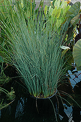 Blue Arrows Rush (Juncus inflexus 'Blue Arrows') at Ward's Nursery & Garden Center