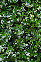 Confederate Star-Jasmine (Trachelospermum jasminoides) at Ward's Nursery & Garden Center