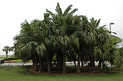 Chinese Fan Palm (Livistona chinensis) at Ward's Nursery & Garden Center