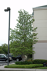 Sweetbay Magnolia (Magnolia virginiana) at Ward's Nursery & Garden Center