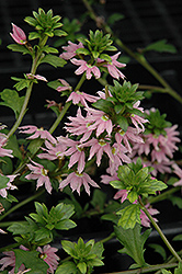 Bombay Pink Fan Flower (Scaevola aemula 'Bombay Pink') at Ward's Nursery & Garden Center