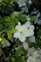 Pleasant White Azalea (Rhododendron 'Pleasant White') at Ward's Nursery & Garden Center