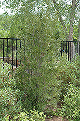 Japanese Yew (Podocarpus macrophyllus) at Ward's Nursery & Garden Center