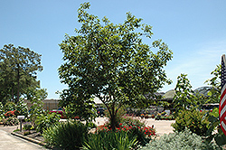 Common Persimmon (Diospyros virginiana) at Ward's Nursery & Garden Center